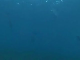 Di bawah air kotor film